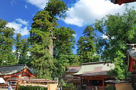 大きな御神木と祈祷殿(右側)